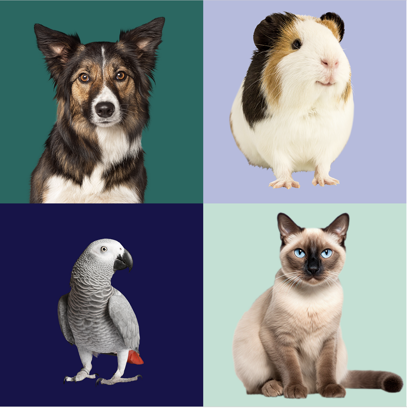 Antech - Pet Owner Parasites Header Image Quad