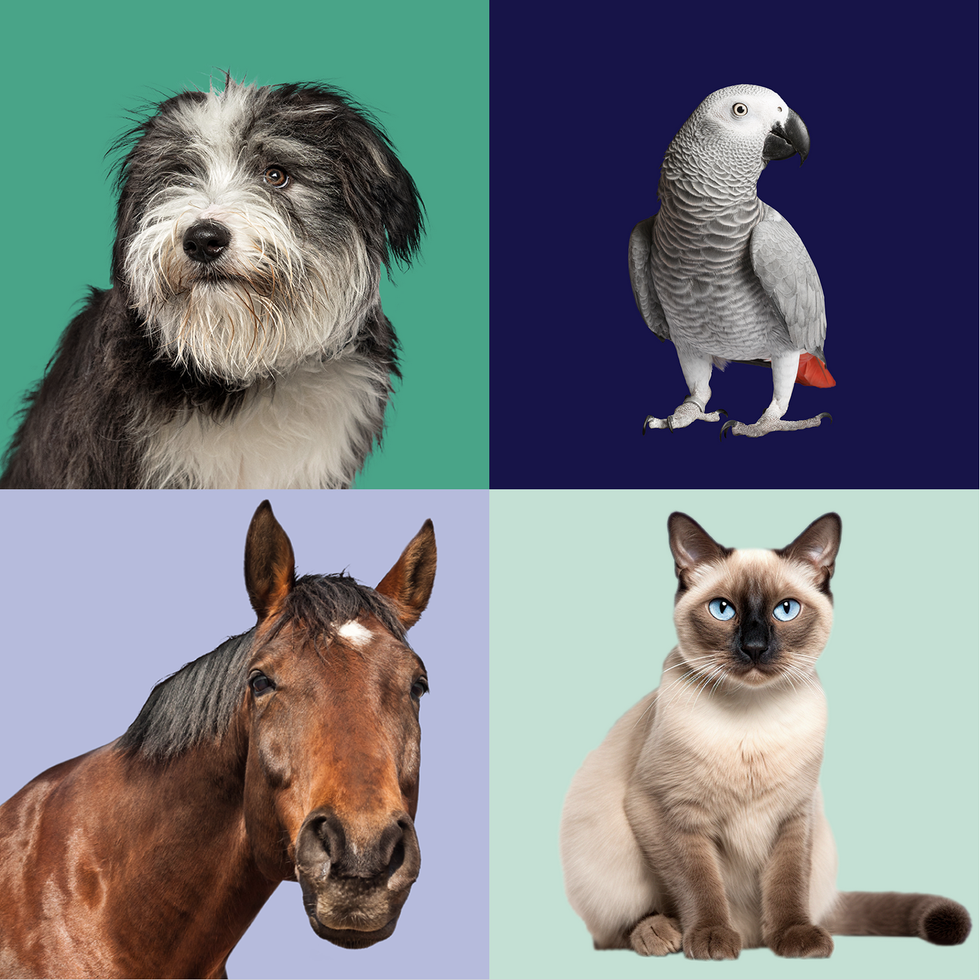 Antech-for-pet-owners-quad header