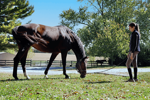 Antech_Lifestyle_People and Moments_Equine_3_RGB