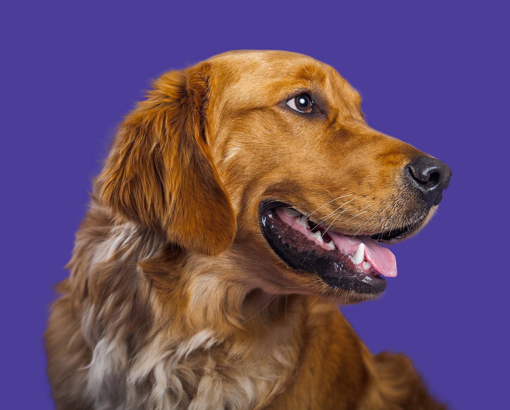Antech_PetPortraits_Dog_24_RGB_Heritage