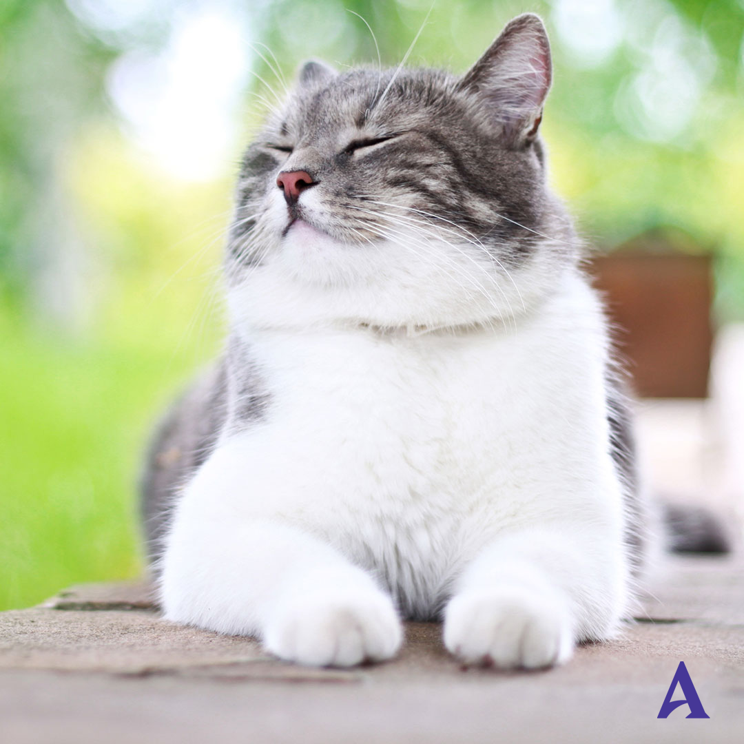 cat-health-month-social-2025